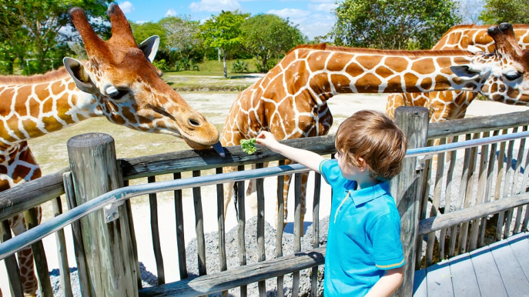 Exciting events at Fota Wildlife Park